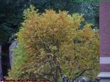 Evening Foliage, Commonwealth Avenue, Boston