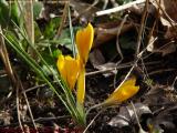 Spring's First Crocus, Groveland, NY