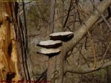 Shelf Fungi, Woodpecker Stump, Groveland, NY
