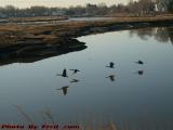 Winter Geese Taking Flight, Saugus River, Lynn, Mass.
