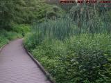 Invasive Overgrowth in Wards Pond, Jamaica Plain, Mass.