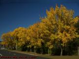Blue and Gold, Mystic Valley Parkway Foliage, Medford