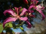 Winter Flowers in Late Morning Sun, Plantation, Florida