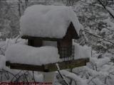 Wintered-In Bird Feeder, Groveland, NY